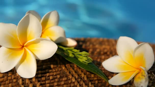 Verse witte frangipani plumeria tropische exotische bloemen over blauwe zwembadwater — Stockvideo
