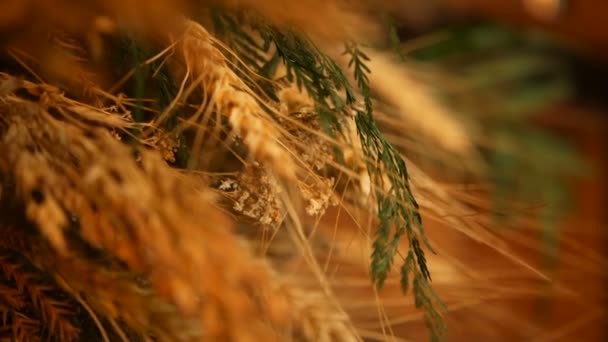 Chiusura di orecchi di natura morta per sfondo. Profumo da punte d'oro secche di cereali . — Video Stock