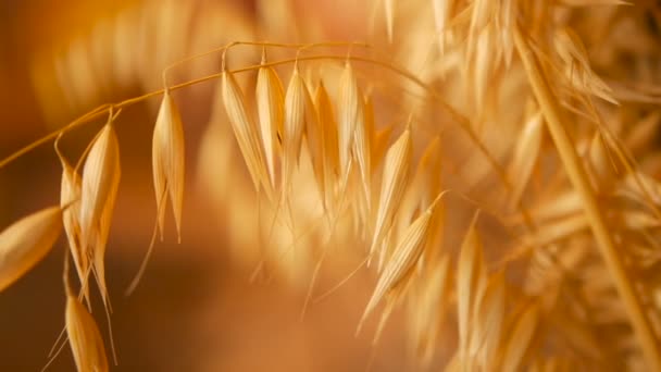 Encerramento de orelhas da natureza morta para o fundo. Buquê de picos de ouro seco de cereais . — Vídeo de Stock