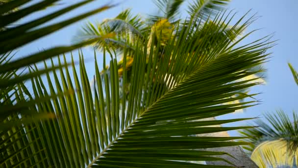 Palmeras de coco coronas contra azul cielo soleado perspectiva vista desde el suelo . — Vídeo de stock