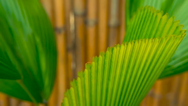 Зеленая сочная тропическая листва. Цветочный весенний или летний фон . — стоковое видео
