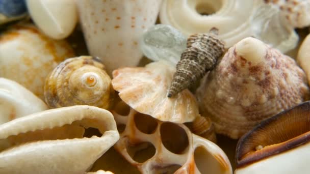 Diverse conchiglie colorate miste come sfondo. Vari coralli, molluschi marini e gusci di capesante . — Video Stock