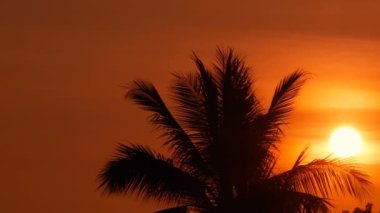 Palm siluetleri tropik sahilde canlı günbatımı zaman ağaçlar. Egzotik ağaçlar ve büyük portakal güneş.