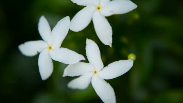 Detailní záběr bílé květy nebo Gerdenia krepu jasmín, Gardenia jasminoides, pozadí. — Stock video