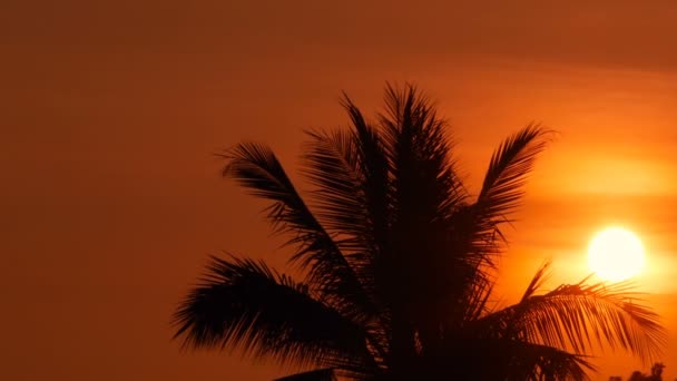 Silhuetas de palmeiras na praia tropical na hora do pôr-do-sol. Árvores exóticas e grande sol laranja . — Vídeo de Stock