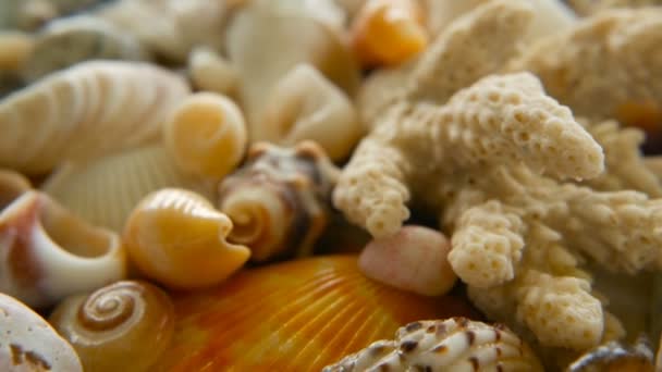 不同的混合五颜六色的贝壳作为背景。各种珊瑚、海洋软体动物和扇贝壳. — 图库视频影像