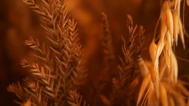 CLose-up of still-life ears for background. Bouquet from dry gold spikes of cereals. — Stock Video