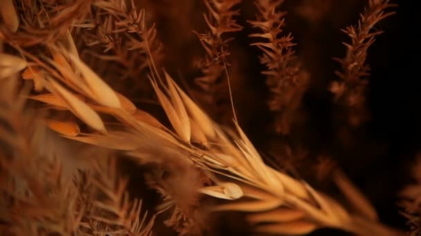 Close-up van stilleven oren voor achtergrond. Boeket uit droge gouden spikes van granen. — Stockvideo