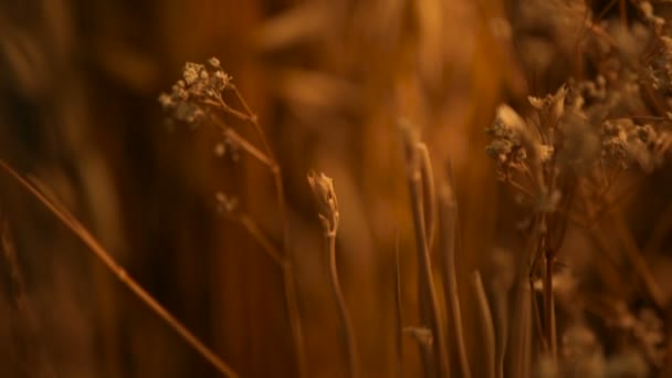 Colocación de orejas de naturalezas muertas para el fondo. Ramo de espigas de oro seco de cereales . — Vídeo de stock