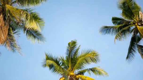 Coconut palm trees crowns against blue sunny sky perspective view from the ground. — Stock Video