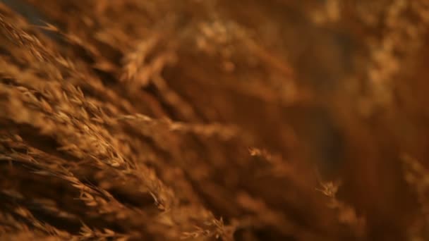 Közeli kép: csendélet fül a háttérben. A száraz arany tüskék a gabonafélék csokor. — Stock videók