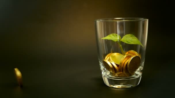 Gouden munten in glazen pot en groen blad van sprout op zwarte achtergrond. Draaiend, draaiende, wervelende, spinnen stuiver. — Stockvideo