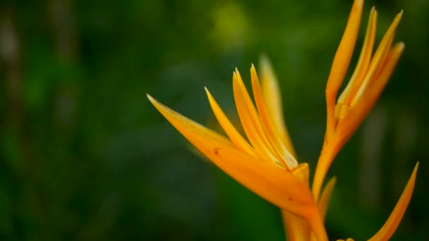 Narancs és sárga heliconia, Strelitzia, Bird Paradise makró közelről, zöld háttér. Egzotikus trópusi nyíló virágok — Stock videók