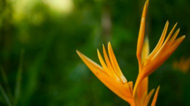 Turuncu ve sarı renkli heliconia, STERLİÇYA, kuş cenneti makro yakın çekim, yeşil arka plan. Egzotik tropik çiçek açan çiçek