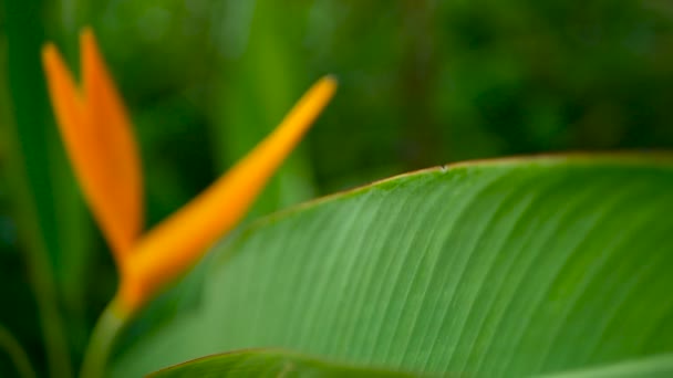 Turuncu ve sarı renkli heliconia, STERLİÇYA, kuş cenneti makro yakın çekim, yeşil arka plan. Egzotik tropik çiçek açan çiçek — Stok video