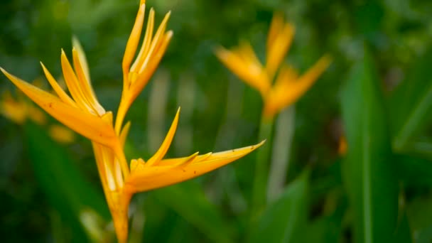 Narancs és sárga heliconia, Strelitzia, Bird Paradise makró közelről, zöld háttér. Egzotikus trópusi nyíló virágok — Stock videók