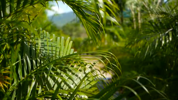 Hoja de palma verde tropical desenfoque con luz solar, fondo natural abstracto con bokeh. Follaje exuberante desenfocado — Vídeo de stock