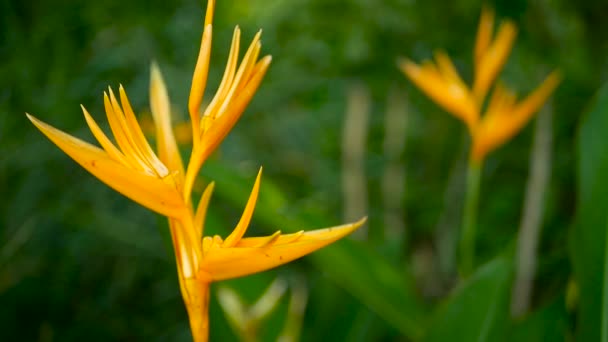 Heliconia naranja y amarilla, Strelitzia, Bird Paradise macro primer plano, fondo verde. Flor tropical exótica — Vídeo de stock