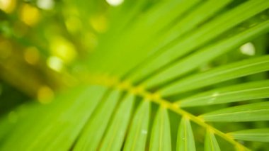 Tropikal yeşil palmiye yaprağı ile güneş ışığı, bokeh ile doğal arka plan bulanıklık. Ufuk gür yapraklar