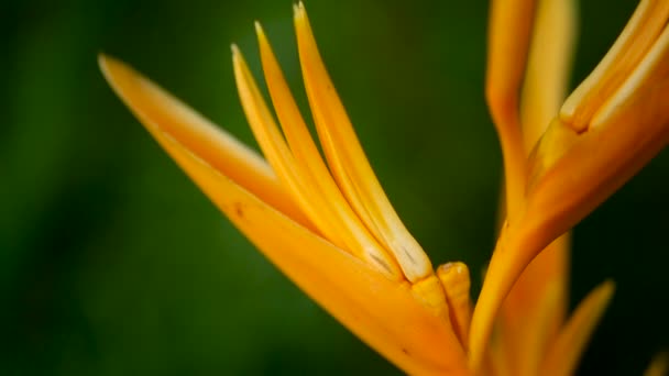 Narancs és sárga heliconia, Strelitzia, Bird Paradise makró közelről, zöld háttér. Egzotikus trópusi nyíló virágok — Stock videók