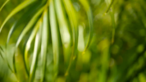Tropisch grünes Palmblatt mit Sonnenlicht verschwimmen, abstrakter natürlicher Hintergrund mit Bokeh. defokussiertes üppiges Laub — Stockvideo