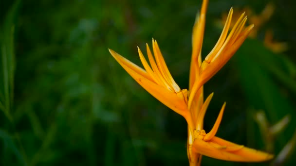 Narancs és sárga heliconia, Strelitzia, Bird Paradise makró közelről, zöld háttér. Egzotikus trópusi nyíló virágok — Stock videók