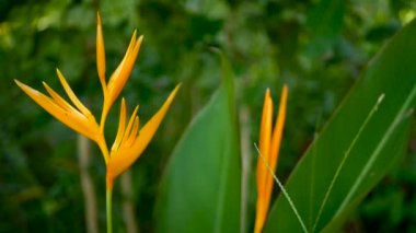 Turuncu ve sarı renkli heliconia, STERLİÇYA, kuş cenneti makro yakın çekim, yeşil arka plan. Egzotik tropik çiçek açan çiçek