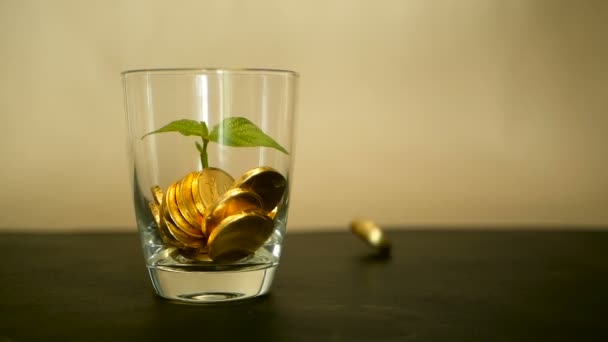 Monedas doradas en frasco de vidrio y hoja verde de brote sobre fondo negro. Girando, girando, girando, girando centavo . — Vídeo de stock