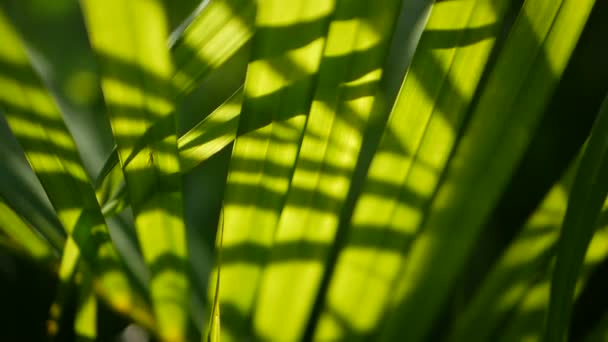 Blur trópusi zöld Pálma levél, nap fény, absztrakt természetes háttérben a bokeh. Defocused buja lombozat — Stock videók