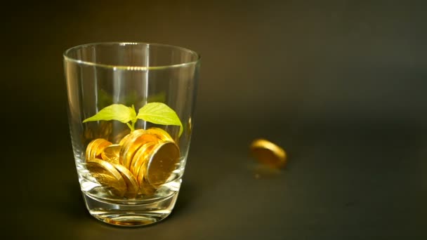 Monete d'oro in vaso di vetro e foglia verde di germoglio su sfondo nero. Rotazione, torsione, vorticoso, filatura penny . — Video Stock