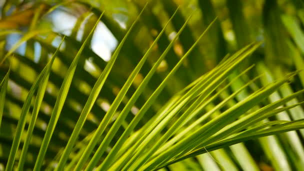 Розмиті тропічні зелені пальми з сонячним світлом, абстрактний природний фон з боке. Розфокусований пиловий фон — стокове відео