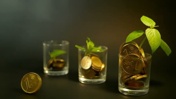 Gouden munten in glas en groen blad van sprout op zwarte achtergrond. Succes van zakelijke financiën, investeringen, ideeën. — Stockvideo