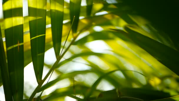 Sfocatura foglia di palma verde tropicale con luce del sole, sfondo naturale astratto con bokeh. Fogliame lussureggiante sfocato — Video Stock