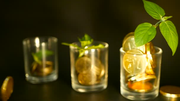 Golden coins in glass and green leaf of sprout on black background. Success of finance business, investment, ideas. — Stock Video