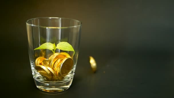 Gyllene mynt i glas burk och gröna blad av spira på svart bakgrund. Roterande, vridande, virvlande, spinning penny. — Stockvideo