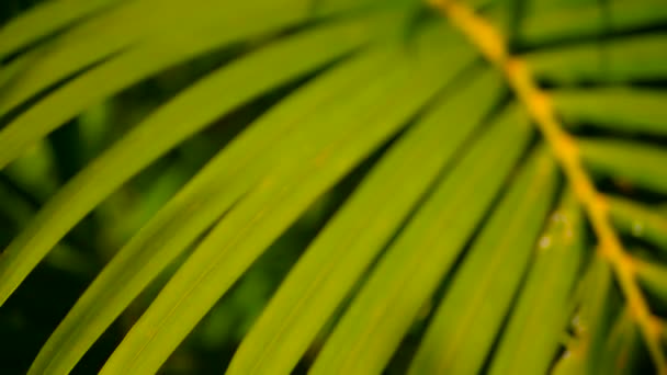 Rozmycie tropikalnych palm zielony liść z promieni słonecznych, naturalne tło z bokeh. Rozmyte bujnych liści — Wideo stockowe