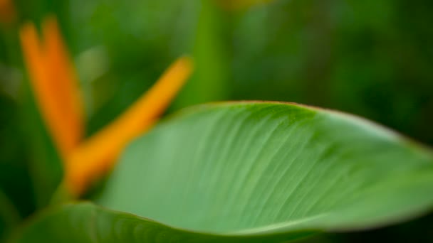 Narancs és sárga heliconia, Strelitzia, Bird Paradise makró közelről, zöld háttér. Egzotikus trópusi nyíló virágok — Stock videók