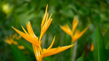 Turuncu ve sarı renkli heliconia, STERLİÇYA, kuş cenneti makro yakın çekim, yeşil arka plan. Egzotik tropik çiçek açan çiçek