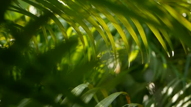 Sfocatura foglia di palma verde tropicale con luce del sole, sfondo naturale astratto con bokeh. Fogliame lussureggiante sfocato — Video Stock