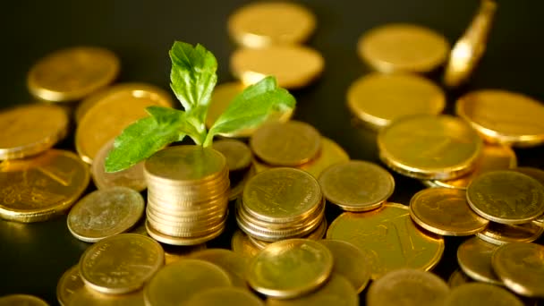 Effektiviteten i hanteringen. Gyllene mynt stack och grönt blad på svart bakgrund. Tid för framgång för Finance-verksamhet. — Stockvideo