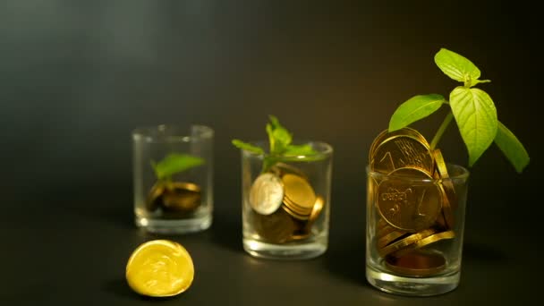 Golden coins in glass and green leaf of sprout on black background. Success of finance business, investment, ideas. — Stock Video