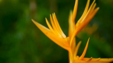 Turuncu ve sarı renkli heliconia, STERLİÇYA, kuş cenneti makro yakın çekim, yeşil arka plan. Egzotik tropik çiçek açan çiçek