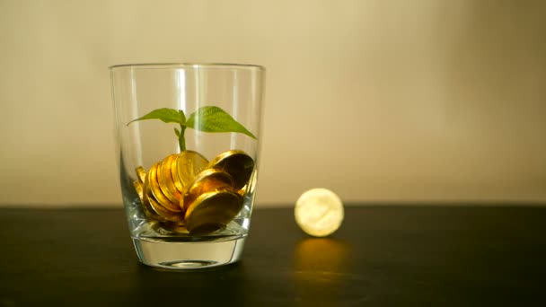 Monete d'oro in vaso di vetro e foglia verde di germoglio su sfondo nero. Rotazione, torsione, vorticoso, filatura penny . — Video Stock