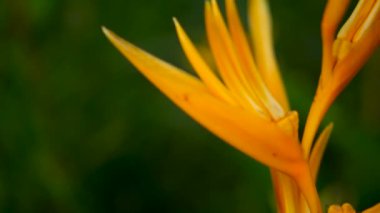 Turuncu ve sarı renkli heliconia, STERLİÇYA, kuş cenneti makro yakın çekim, yeşil arka plan. Egzotik tropik çiçek açan çiçek