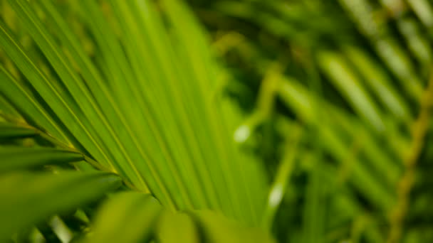 Sfocatura foglia di palma verde tropicale con luce del sole, sfondo naturale astratto con bokeh. Fogliame lussureggiante sfocato — Video Stock