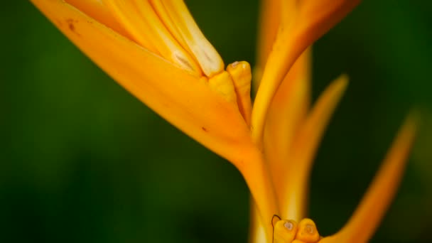 Heliconia naranja y amarilla, Strelitzia, Bird Paradise macro primer plano, fondo verde. Flor tropical exótica — Vídeo de stock