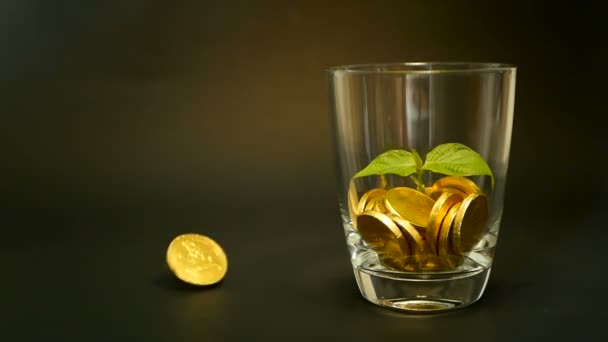 Monedas doradas en frasco de vidrio y hoja verde de brote sobre fondo negro. Girando, girando, girando, girando centavo . — Vídeo de stock