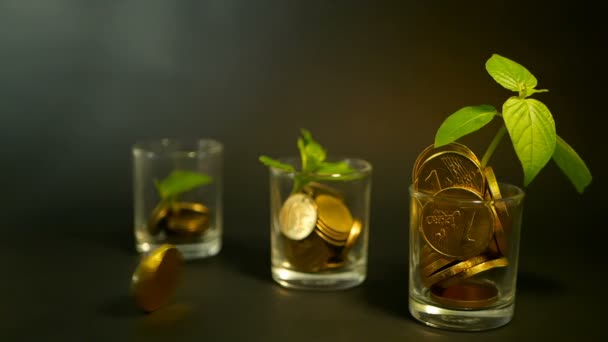 Gouden munten in glas en groen blad van sprout op zwarte achtergrond. Succes van zakelijke financiën, investeringen, ideeën. — Stockvideo