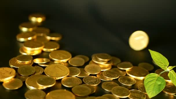Managementeffizienz. Goldmünzen und grünes Keimblatt auf schwarzem Hintergrund. rotierender, drehender, wirbelnder Groschen — Stockvideo