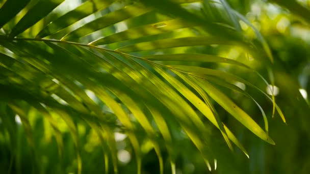 Hoja Palma Verde Tropical Desenfoque Con Luz Solar Fondo Natural — Vídeo de stock